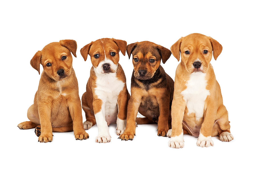 Cute Puppy 3